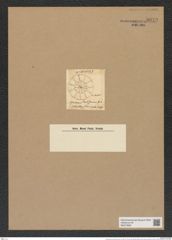 Asterolampra breissoniana Grev. (de-Toni-Nr.: Genus 235, Species 5665) Zeichnungen Sammlung Grunow Nr. 9653 (NHMW-BOT-W0379585)